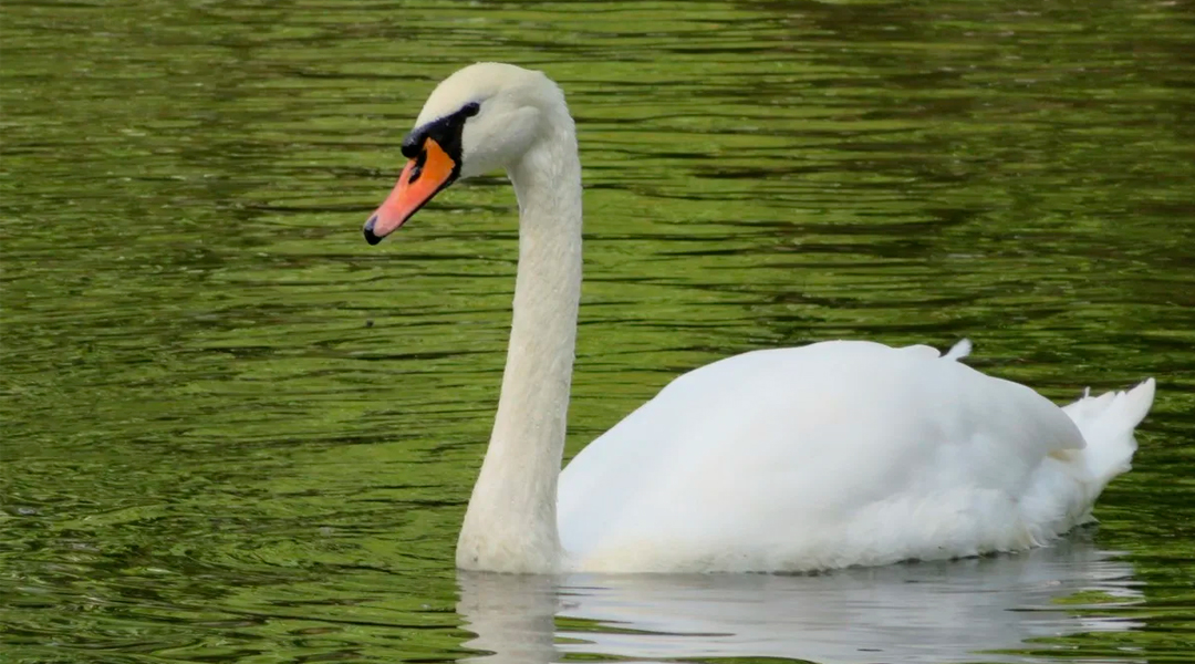 Аққұбаны тірі презервативтер ұрады Аққұбаны тірі презервативтер ұрады